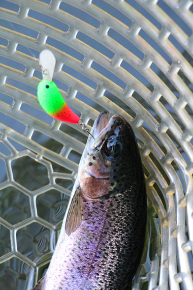 小菅トラウトガーデン 釣果