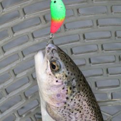 小菅トラウトガーデン 釣果