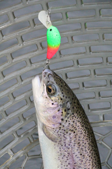 小菅トラウトガーデン 釣果