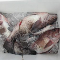 大進丸(新潟) 釣果