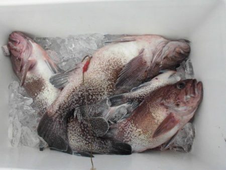 大進丸(新潟) 釣果