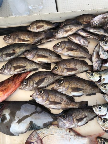 第二辰丸 釣果