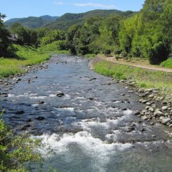 狩野川(狩野川漁業協同組合) 釣果