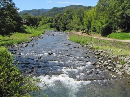 狩野川(狩野川漁業協同組合) 釣果