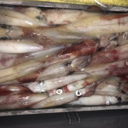 幸風（さちかぜ） 釣果