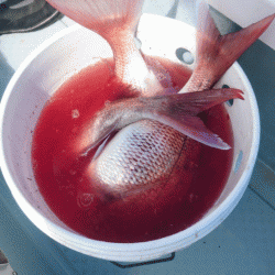 遊漁船ブルーウッズ 釣果