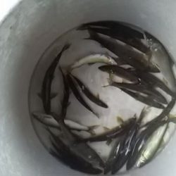 狩野川(狩野川漁業協同組合) 釣果