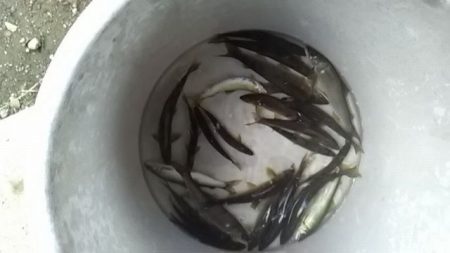 狩野川（狩野川漁業協同組合） 釣果