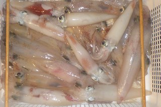 松福丸 釣果