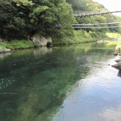 狩野川（狩野川漁業協同組合） 釣果