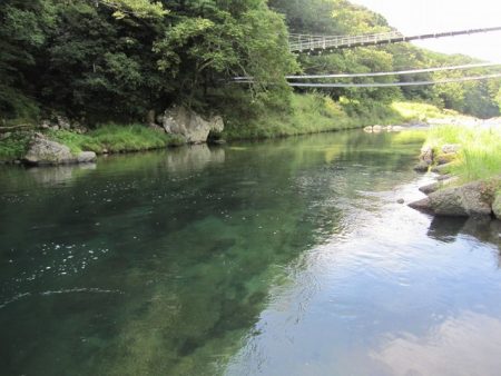狩野川（狩野川漁業協同組合） 釣果