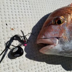 遊漁船 ニライカナイ 釣果