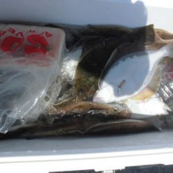 大進丸(新潟) 釣果