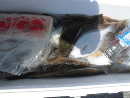 大進丸(新潟) 釣果