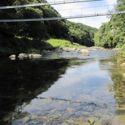 狩野川（狩野川漁業協同組合） 釣果