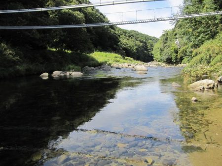 狩野川（狩野川漁業協同組合） 釣果