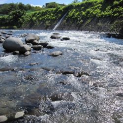 狩野川（狩野川漁業協同組合） 釣果