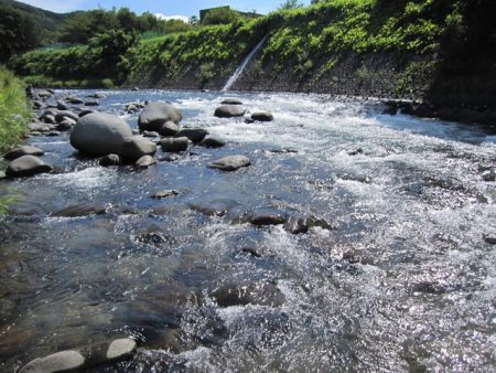 狩野川（狩野川漁業協同組合） 釣果