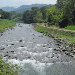 狩野川(狩野川漁業協同組合) 釣果