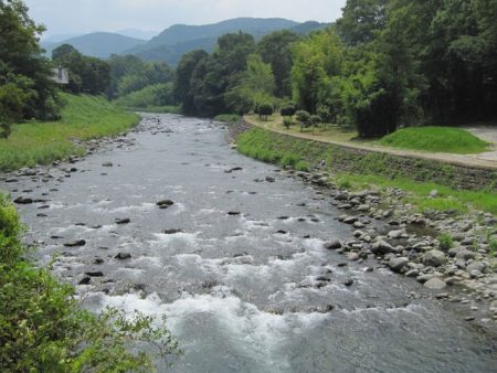 狩野川(狩野川漁業協同組合) 釣果