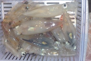 松福丸 釣果
