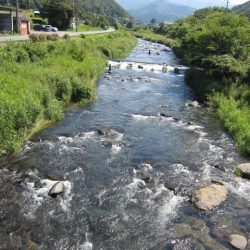 狩野川(狩野川漁業協同組合) 釣果