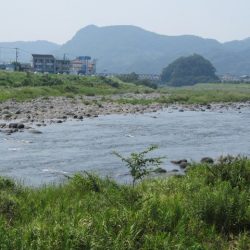 狩野川(狩野川漁業協同組合) 釣果