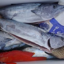 遊漁船 新鋭丸 釣果