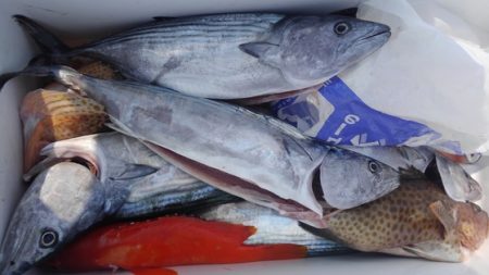 遊漁船 新鋭丸 釣果