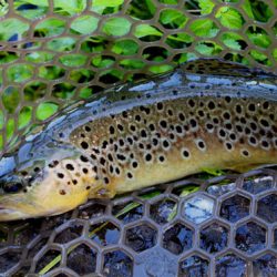 小菅トラウトガーデン 釣果