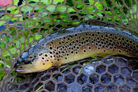 小菅トラウトガーデン 釣果