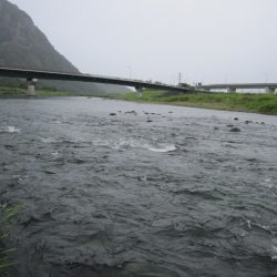 狩野川(狩野川漁業協同組合) 釣果