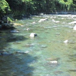 狩野川(狩野川漁業協同組合) 釣果