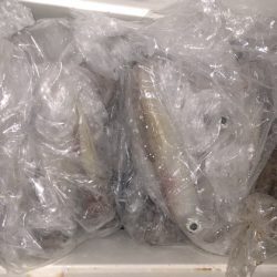 幸風（さちかぜ） 釣果