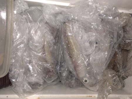 幸風（さちかぜ） 釣果