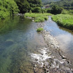 狩野川(狩野川漁業協同組合) 釣果