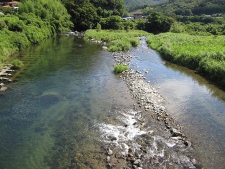 狩野川(狩野川漁業協同組合) 釣果