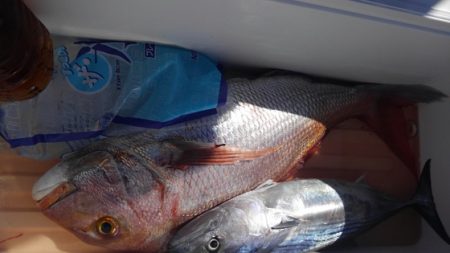 遊漁船 新鋭丸 釣果