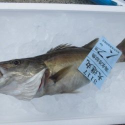 大進丸（新潟） 釣果