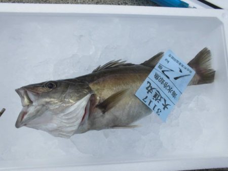 大進丸（新潟） 釣果