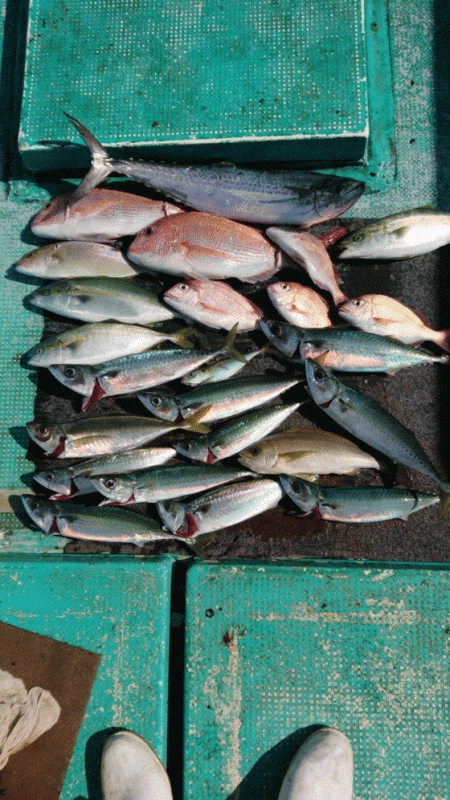 清和丸 釣果