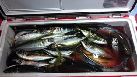 海晴丸 釣果