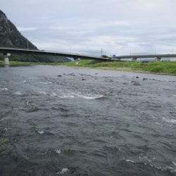 狩野川(狩野川漁業協同組合) 釣果
