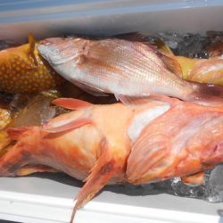 こうゆう丸 釣果