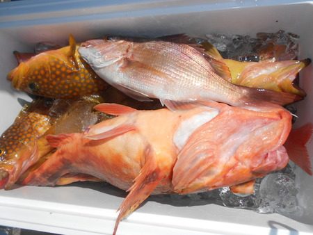 こうゆう丸 釣果