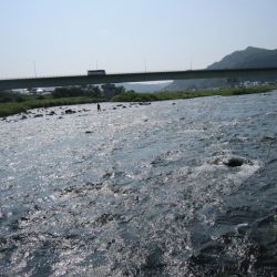 狩野川(狩野川漁業協同組合) 釣果