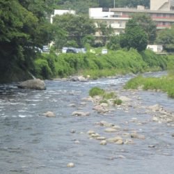 狩野川(狩野川漁業協同組合) 釣果