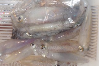 松福丸 釣果