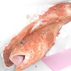 こうゆう丸 釣果