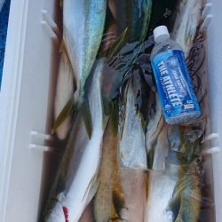 龍神丸（福井） 釣果